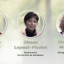 MOOC_Arbres_Gerber_Mariette_Lepaul-Picole