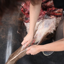 Archéologie expérimentale : découpe d'une carcasse de cerf avec une "feuille de laurier"