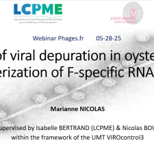 Study of viral depuration in oysters and characterization of F-specific RNA phages