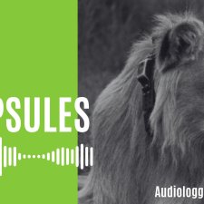 Lion portant l'audiologger autour du cou