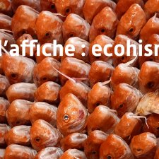 ECOHISMA Eco-histoire de la conservation marine au Maghreb : discours, pratiques et savoirs, XIXe-XXIe siècle