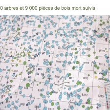 La réserve Naturelle Nationale de la forêt de Massane : dispositifs et problèmatiques