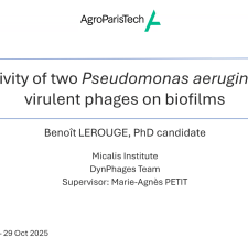 Activity of two Pseudomonas aeruginosa virulent phages on biofilms