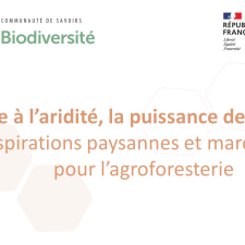 Face à l’aridité, la puissance de l’arbre