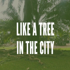 vignette like a tree in the city