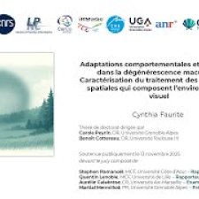 vignette Adaptations comportementales et cérébrales induites par la perte de vision centrale et l'entraînement visuel dans la dégénérescence maculaire : Caractérisation du traitement des fréquences spatiales qui composent l'environnement visuel
