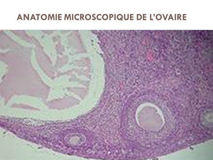 Diapositive10.JPG