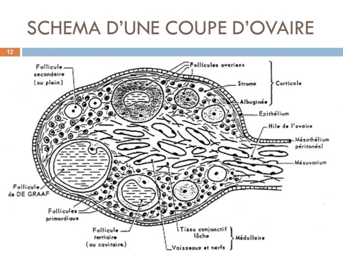 Diapositive12.JPG