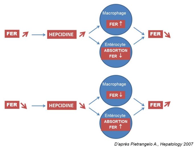 Diapositive7.JPG