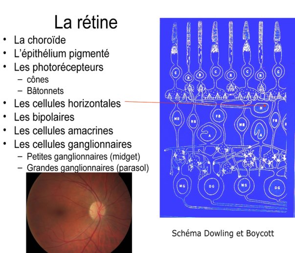 La rétine 01