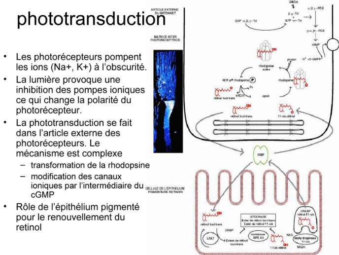 Phototransduction