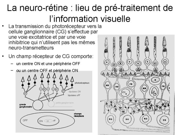 la neuro-rétine