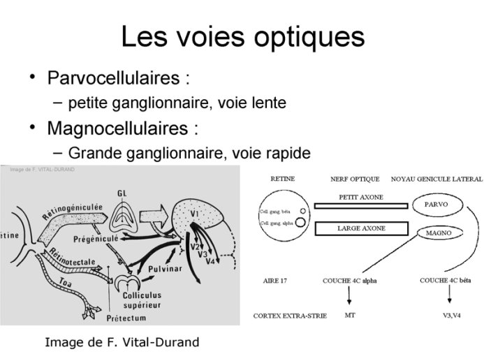 Les Voies optiques