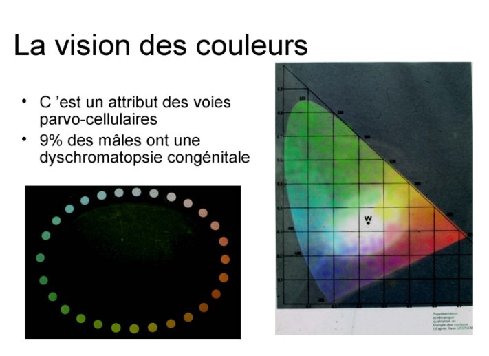 Vision des couleurs