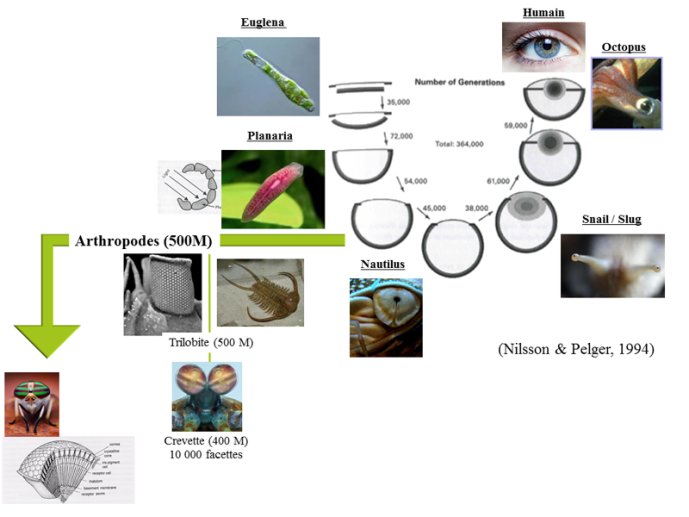 Evolution de la vision