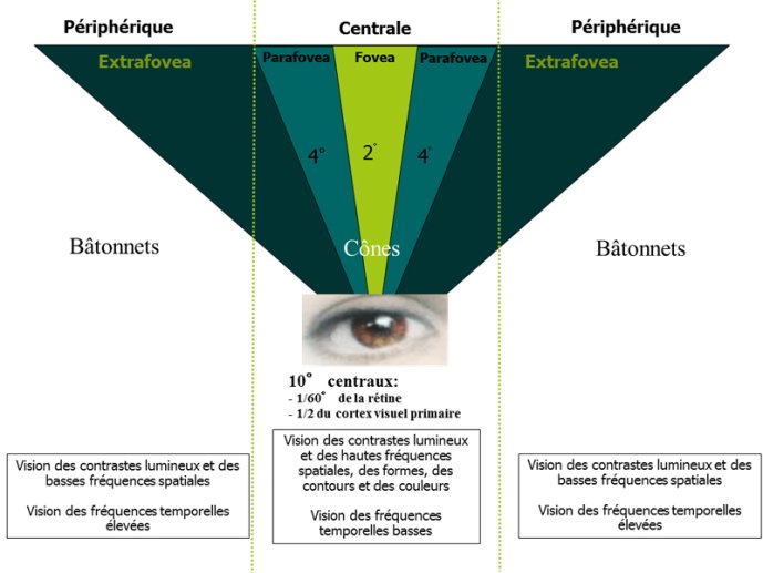 Vision centrale - périphérique