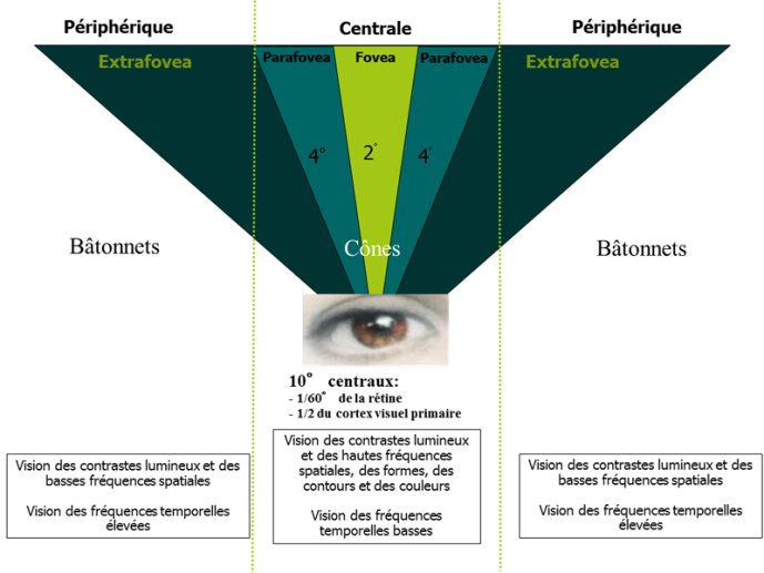 Vision centrale - périphérique