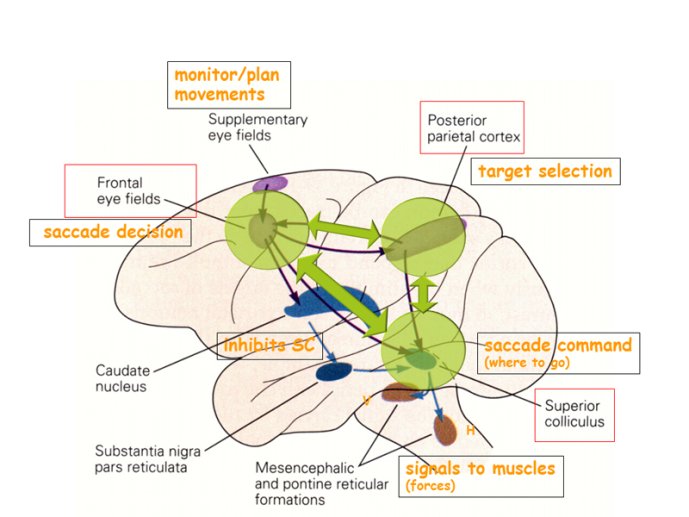 Anatomie