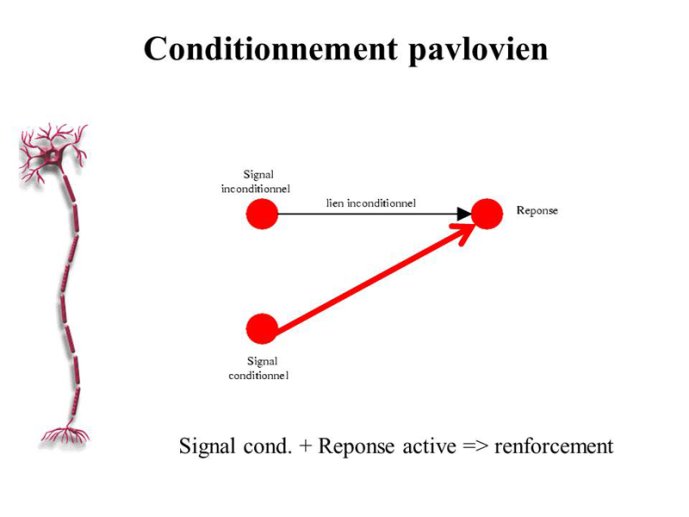 Pavlov04