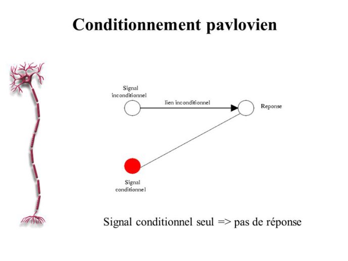 Pavlov03