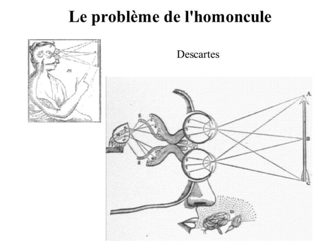 Homoncule