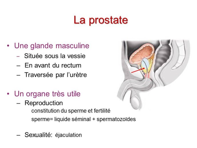 Diapositive2.JPG