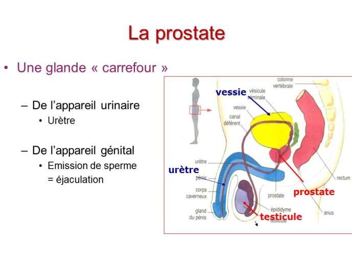 Diapositive3.JPG