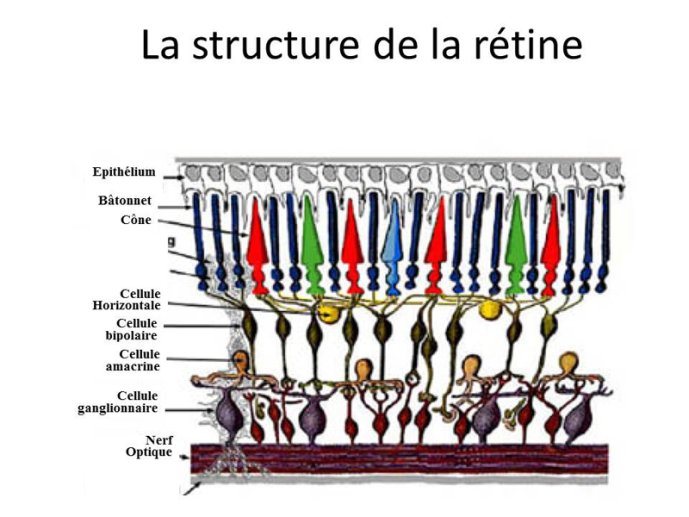 La structure de la rétine