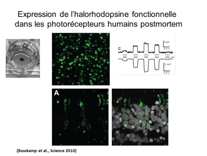 Avec l'halorhodopsine