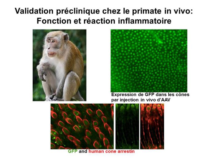 Validation préclinique