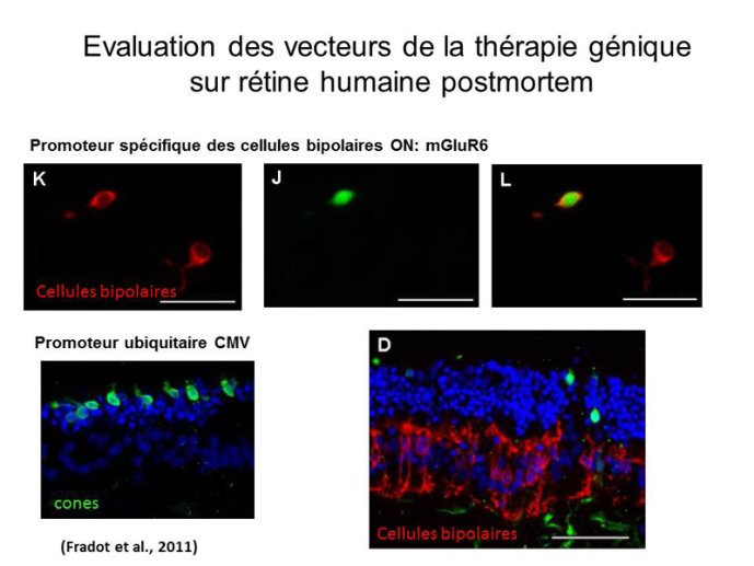 Evaluation des vecteurs