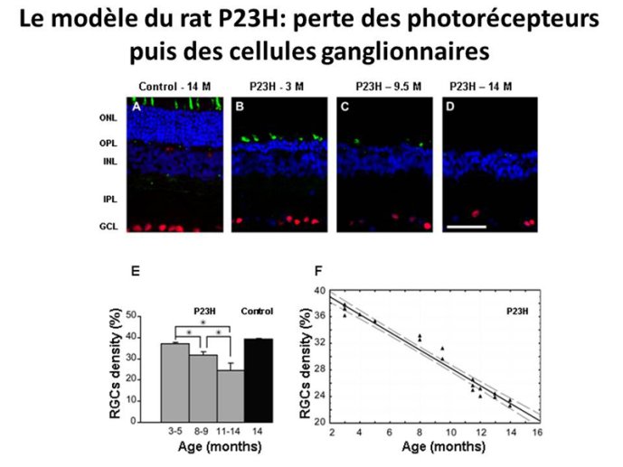 Expérience sur le rat