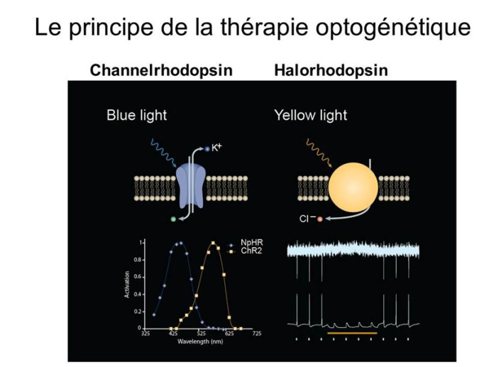 Thérapie optogénetique