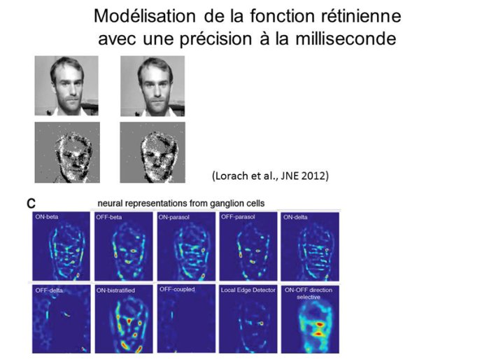 Modélisation de la fonction rétinienne