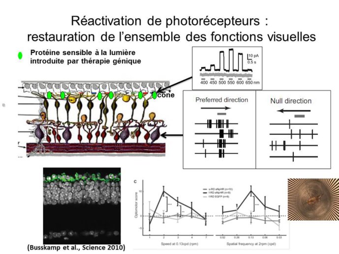 Réactivation de photorécepteurs