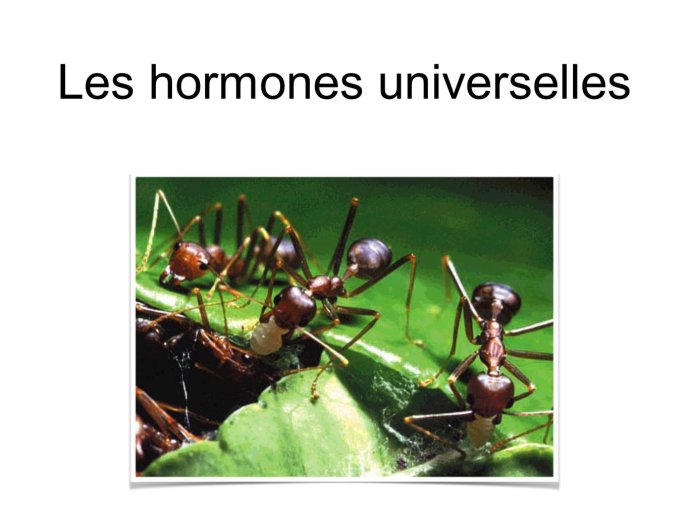 Diapositive4.JPG