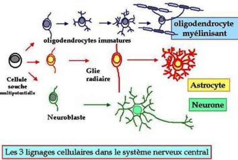  Représentation schématique des 3 lignages de cellules neurales qui forment le système nerveux central.