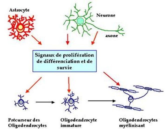 Les neurones contrôlent le développement des oligodendrocytes de différentes façons.