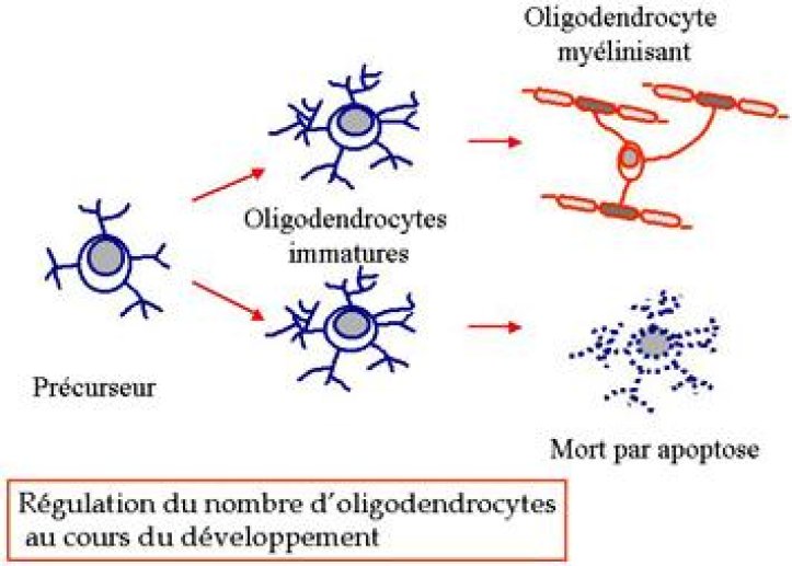 Modèle hypothétique de la mort cellulaire programmée au cours du développement des oligodendrocytes.