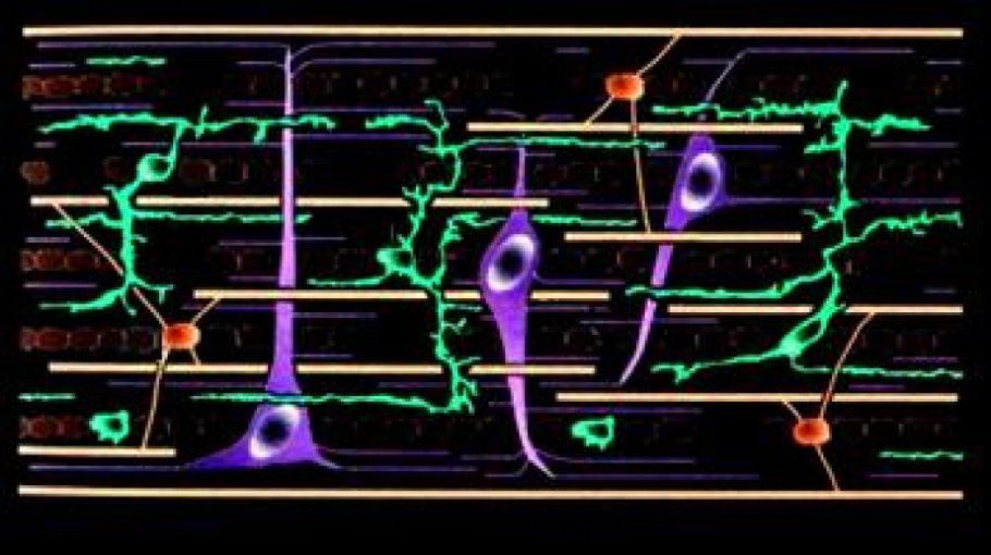 Réseau glial encadrant les faisceaux myélinisés dans le cerveau, au début de la myélinisation.