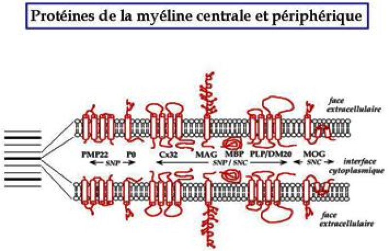 Structure et topologie des principales protéines de la myéline.