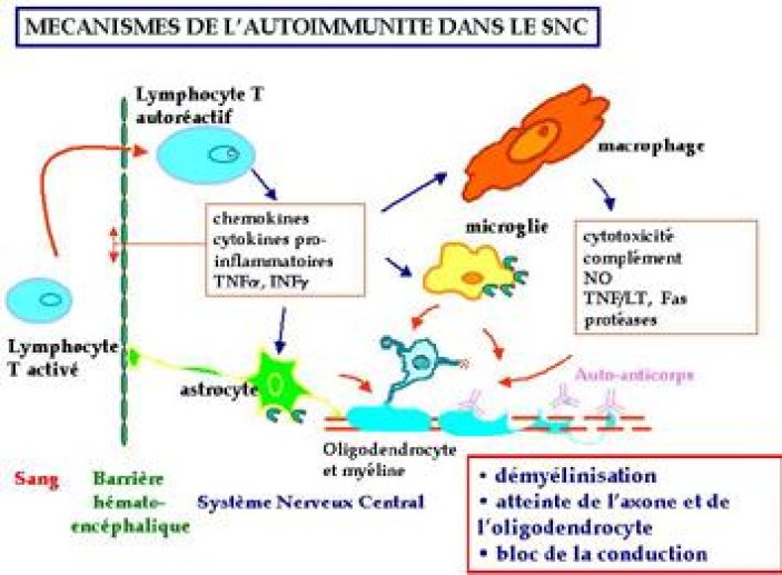 Mécanismes de l'autoimmunité dans le système nerveux central.