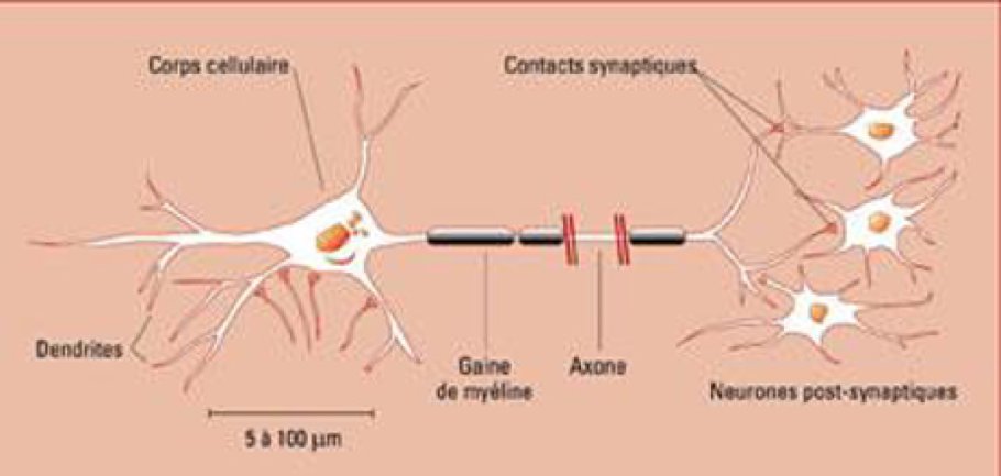 Schéma représentant un neurone