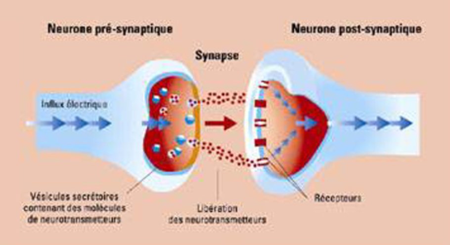 Schéma représentant une synapse