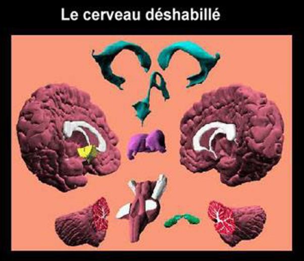 Le cerveau déshabillé