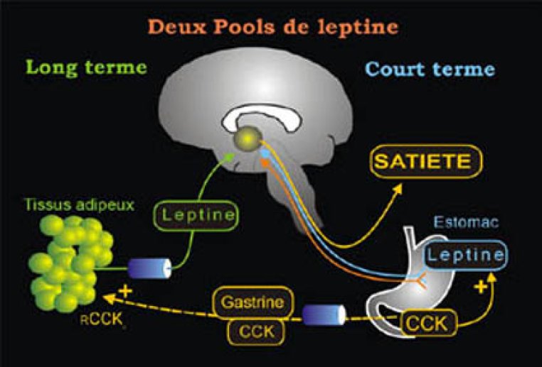 Deux pools de leptine