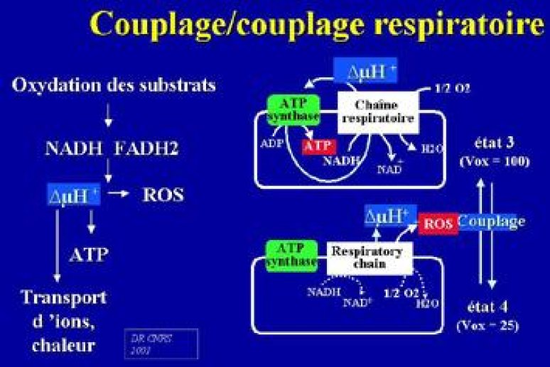 Mécanismes cytomoléculaires