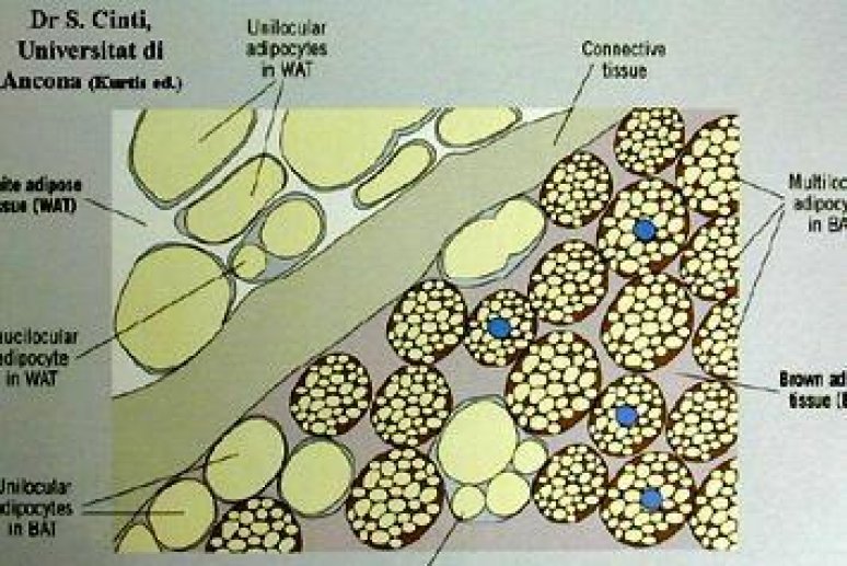 lobule de tissu adipeux