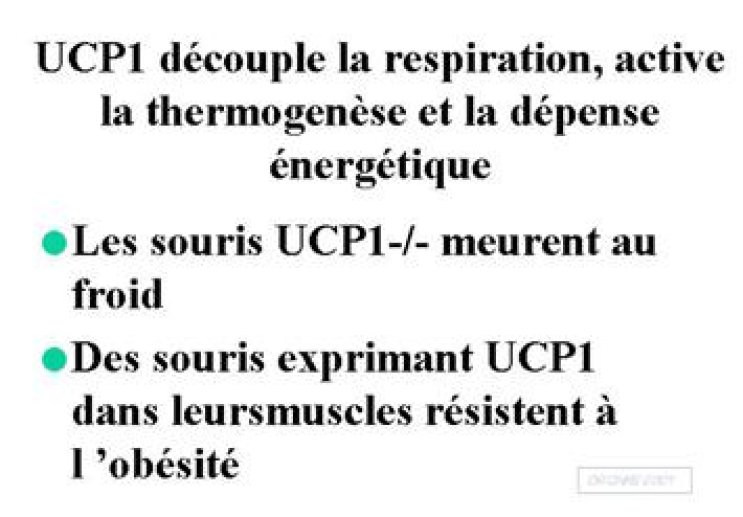 Mécanisme d'activation de la thermogenèse dans un adipocyte brun