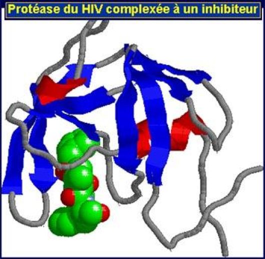 Protéase du HIV (p24)